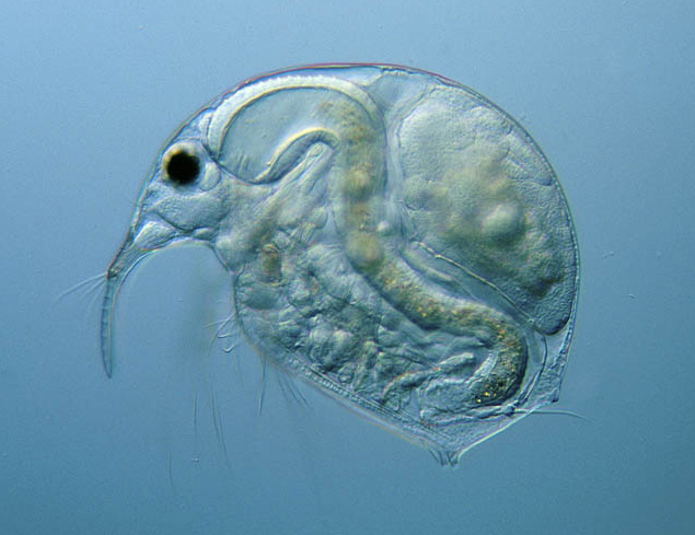 Bosmina meridionalis